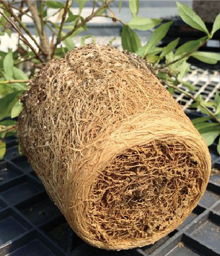 Potted seedlings with root wraps and clogged roots