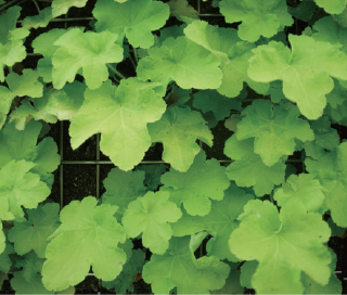 Heuchera Citronelle