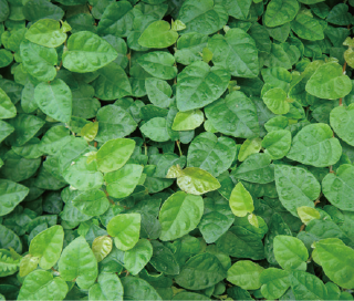 Ficus pumila