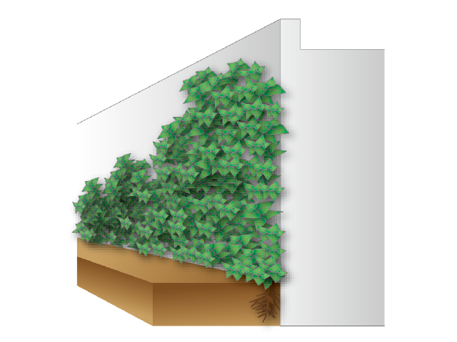 壁面緑化の工法